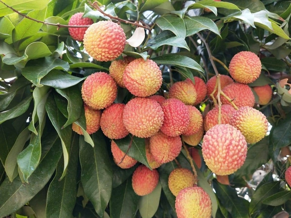 Lichee ( Bombai ) 