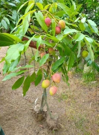 Lichee ( Bombai ) 