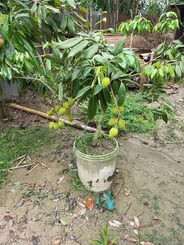 Lichee ( Bombai ) 