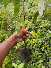 Lichee ( Bombai ) 