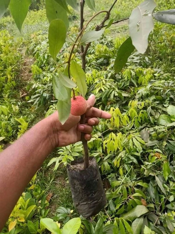 Lichee ( Bombai ) 
