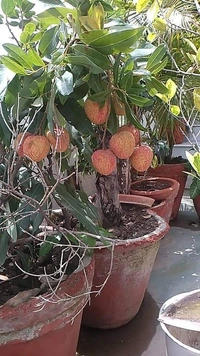 Lichee ( Bombai ) 