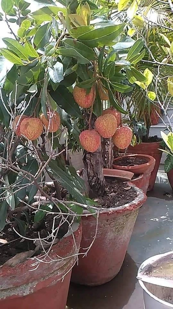 Lichee ( Bombai ) 