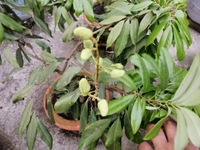 Lichee ( Bombai ) 