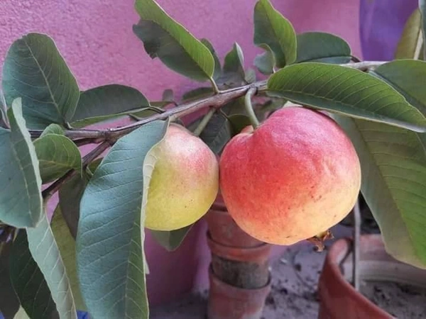 Red Diamond Guava