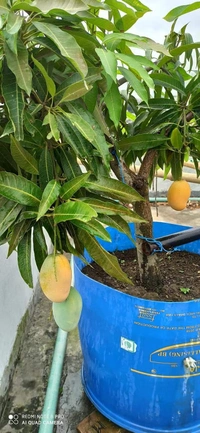 Vastara Mango ( All Season ) 