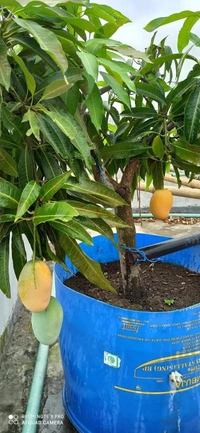 Vastara Mango ( All Season ) 