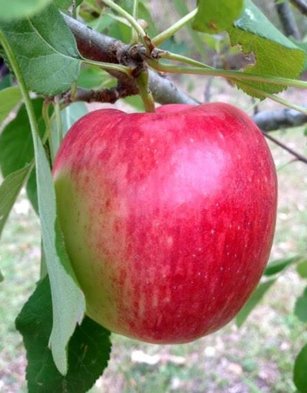 Anna Apple 