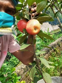Anna Apple 