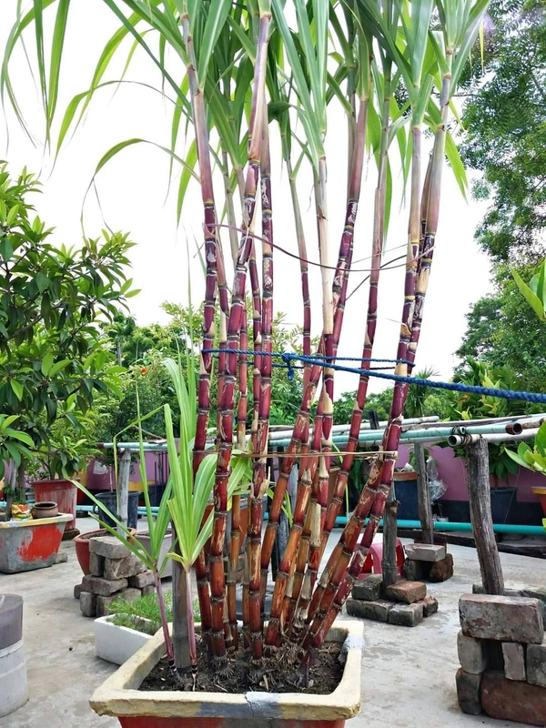 Sugarcane (5 Small Pieces)