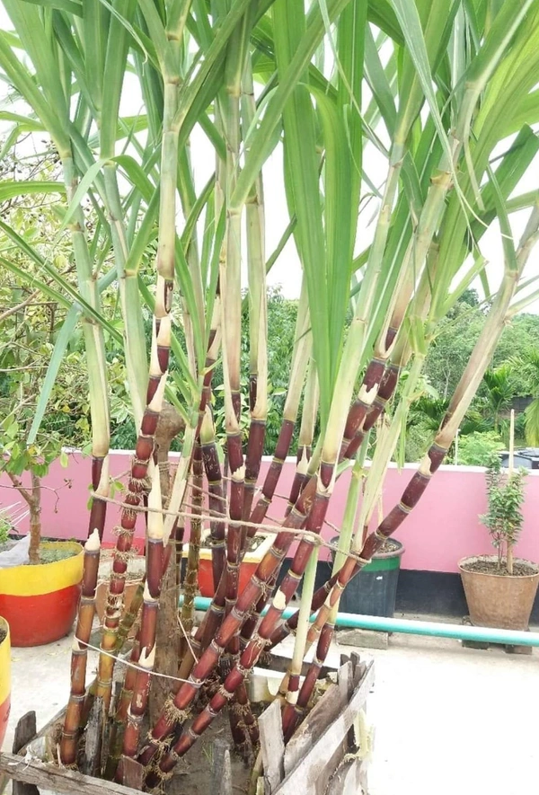 Sugarcane (5 Small Pieces)