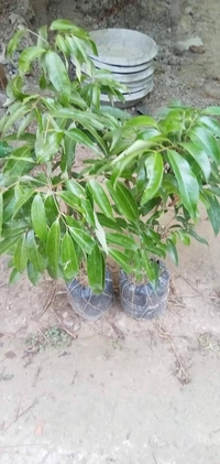Chinese Hybrid Lichee ( C-3 ) 