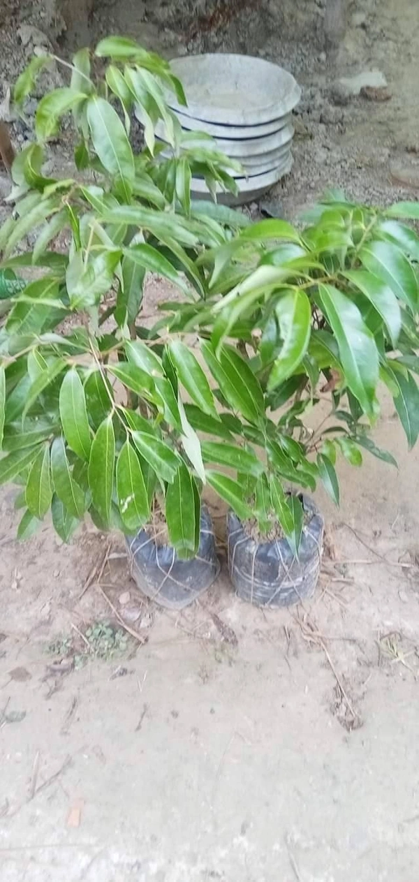 Chinese Hybrid Lichee ( C-3 ) 