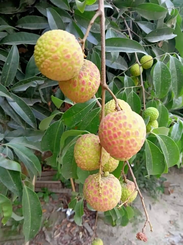 Chinese Hybrid Lichee ( C-3 ) 