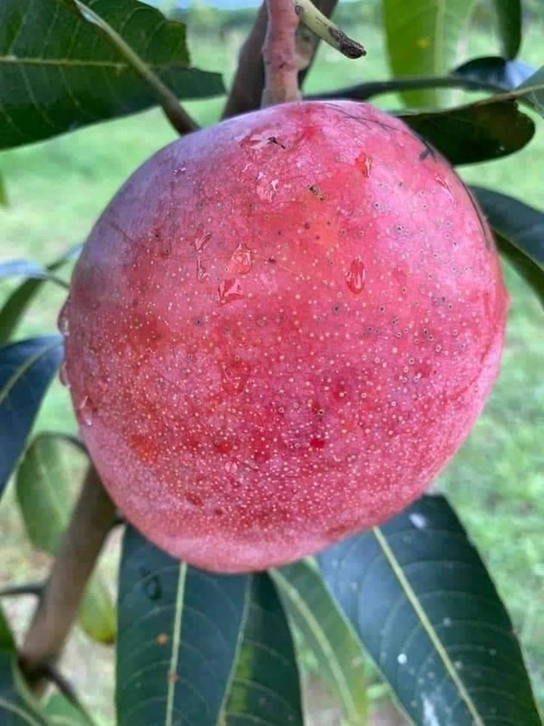 Red Palmer Mango