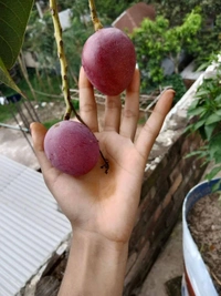 Red Palmer Mango