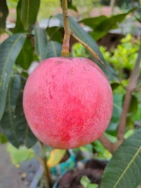 Red Palmer Mango