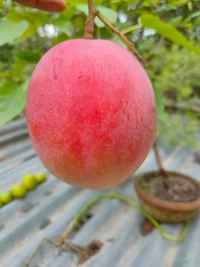 Red Palmer Mango