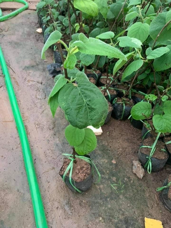 Kiwi