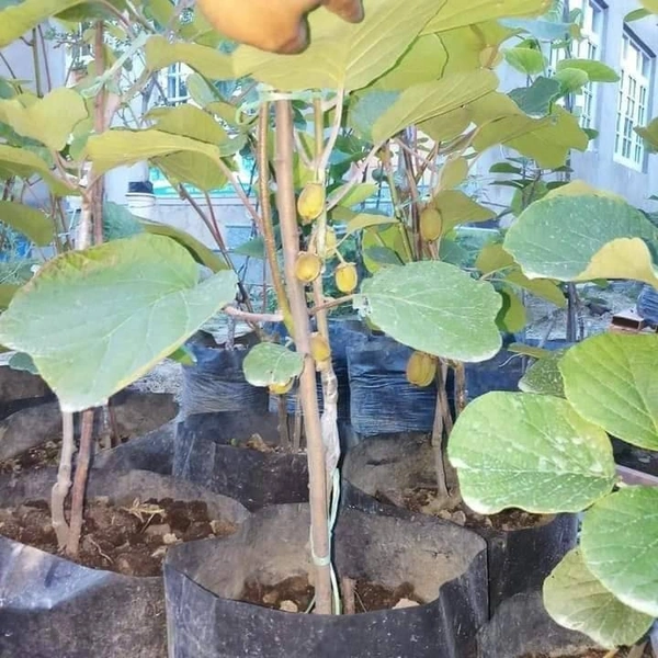 Kiwi