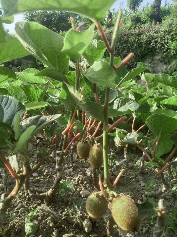 Kiwi