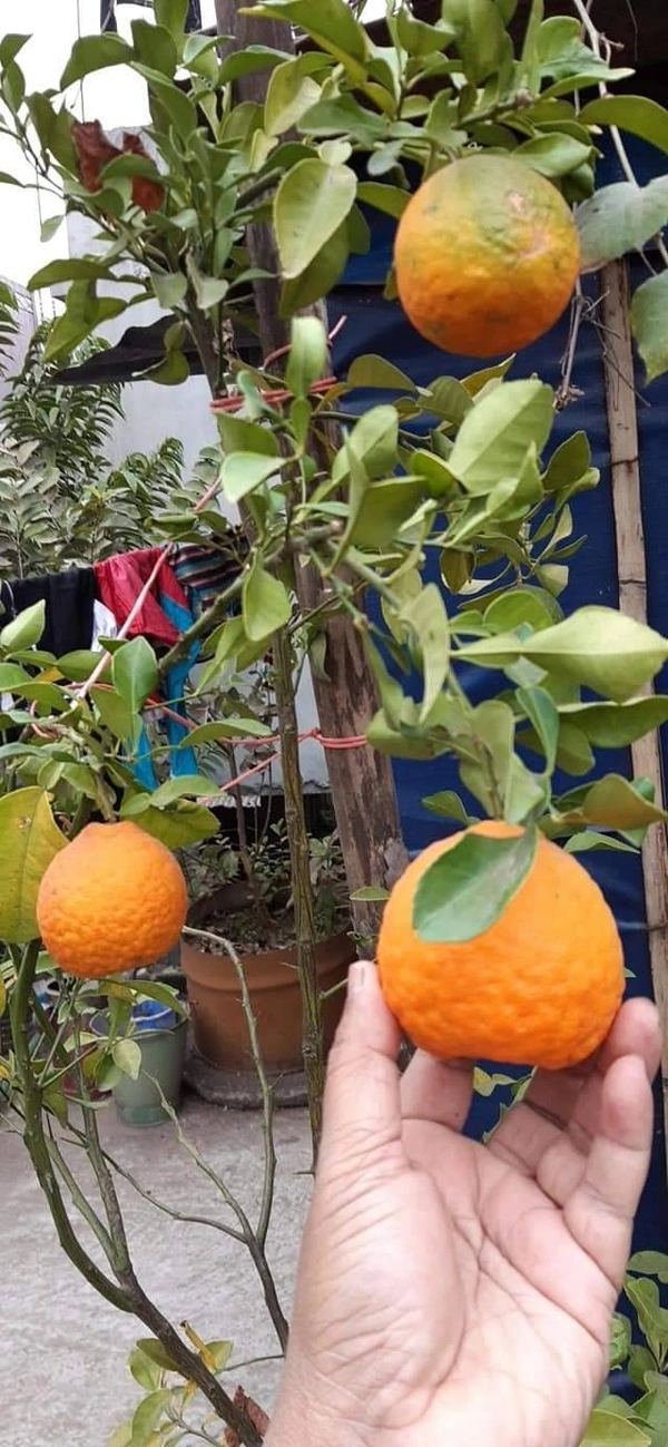 Nagpur Orange 