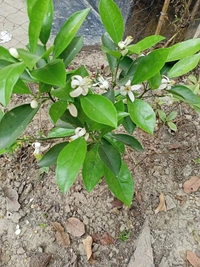 Nagpur Orange 