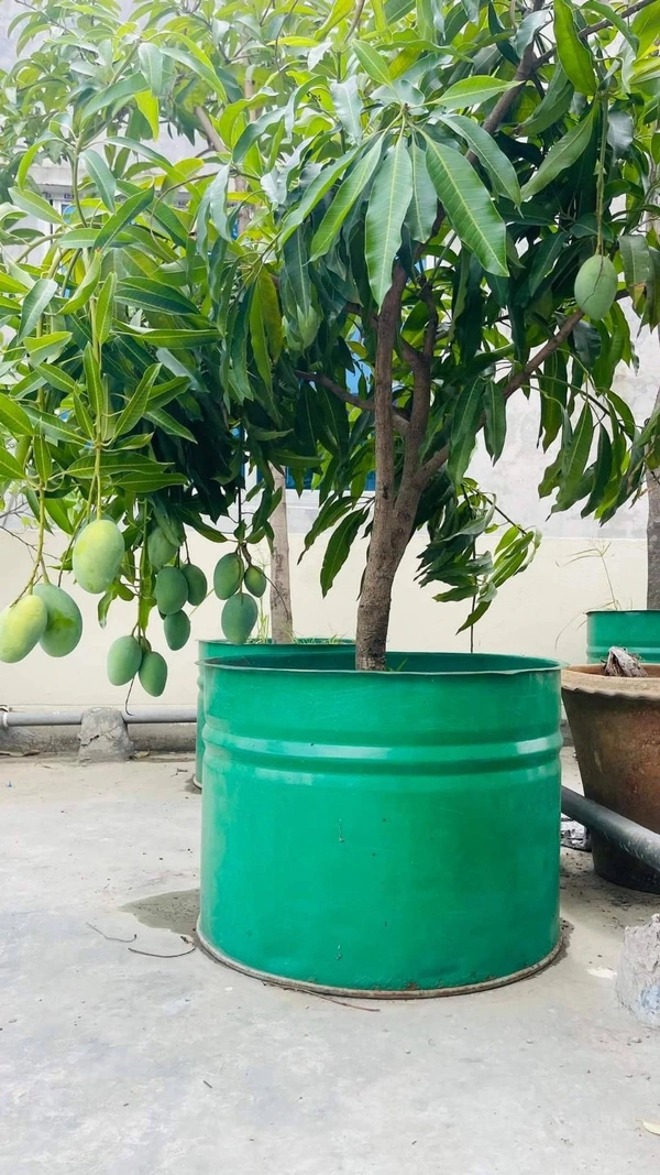 Kacha- Mitha Mango 
