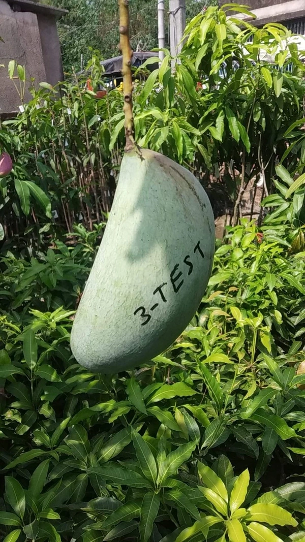 3 Tests Mango