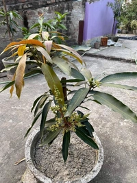 3 Tests Mango