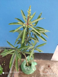 Subarnarekha Mango 