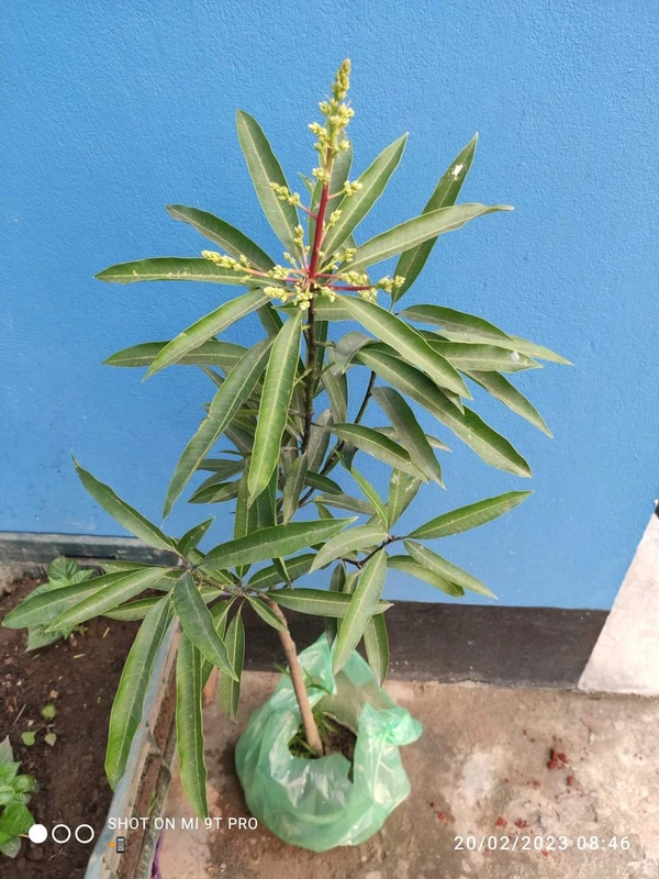 Subarnarekha Mango 