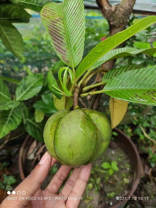 Elephant Apple 