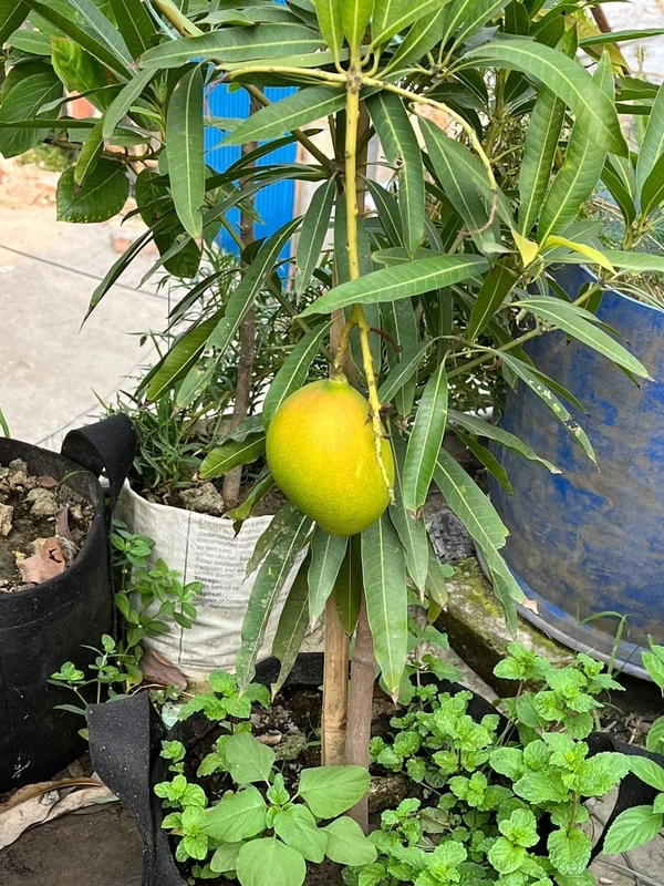 Subarnarekha Mango 
