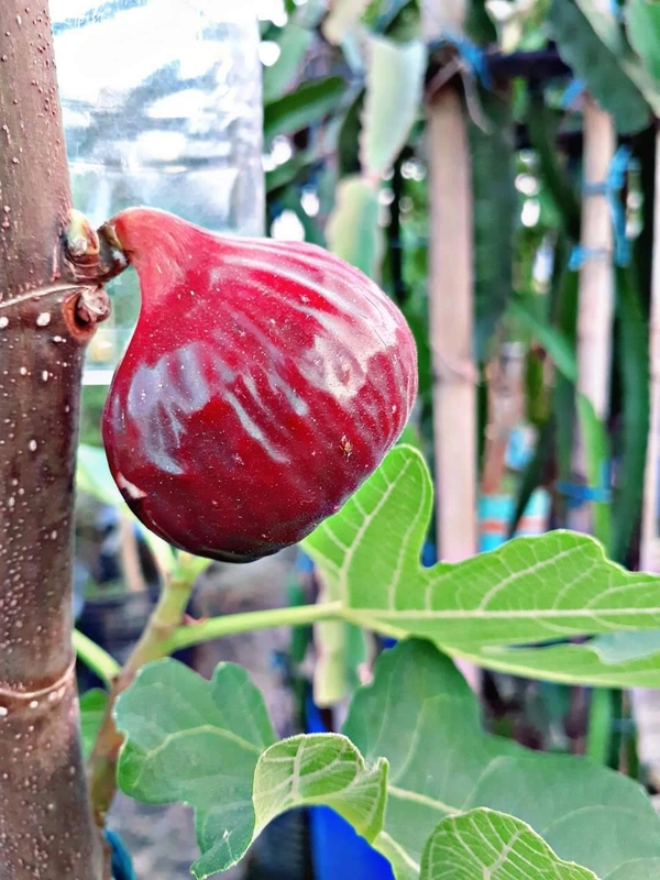 Khurtamani Fig