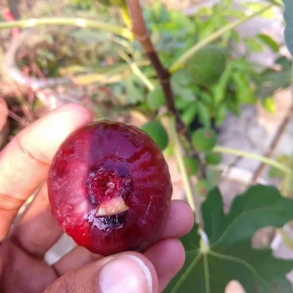 Khurtamani Fig