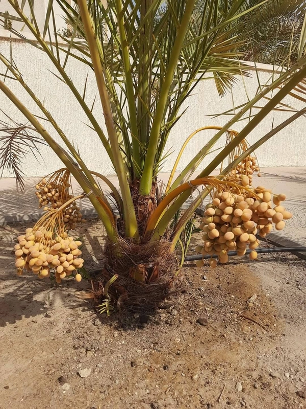 Arabian Date ( Khajur )  - Tissue Cultured