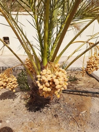 Arabian Date ( Khajur )  - Tissue Cultured