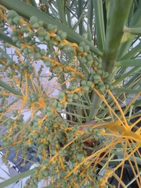 Arabian Date ( Khajur )  - Tissue Cultured