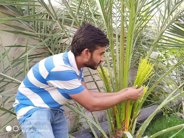 Arabian Date ( Khajur )  - Tissue Cultured