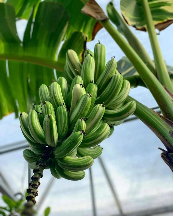 Variegated Banana (Florida) 