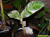 Variegated Banana (Florida) 