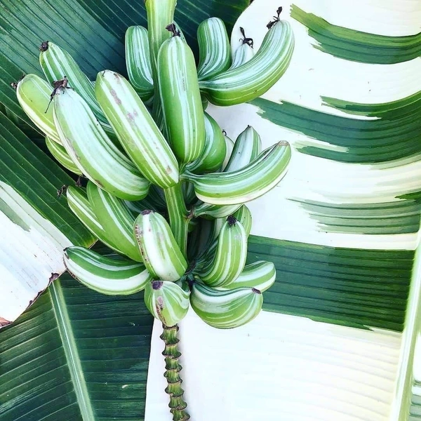 Variegated Banana (Florida) 