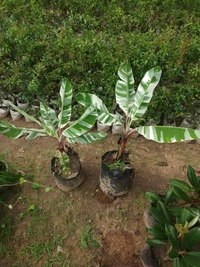Variegated Banana (Florida) 