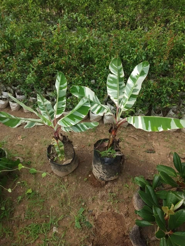 Variegated Banana (Florida) 
