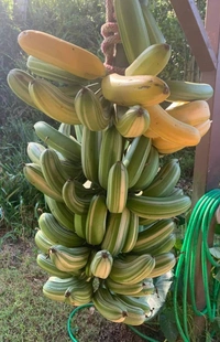 Variegated Banana (Florida) 