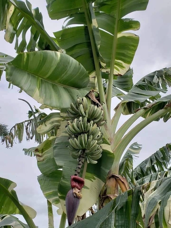 Variegated Banana (Florida) 