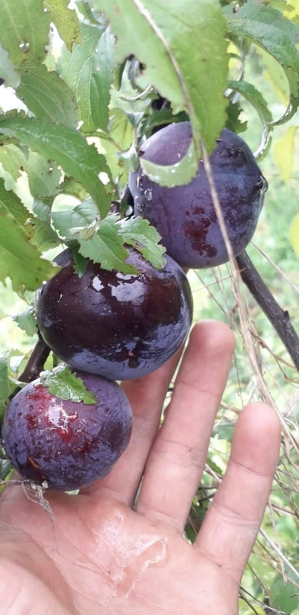 Black Amber Plum 