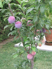 Black Amber Plum 
