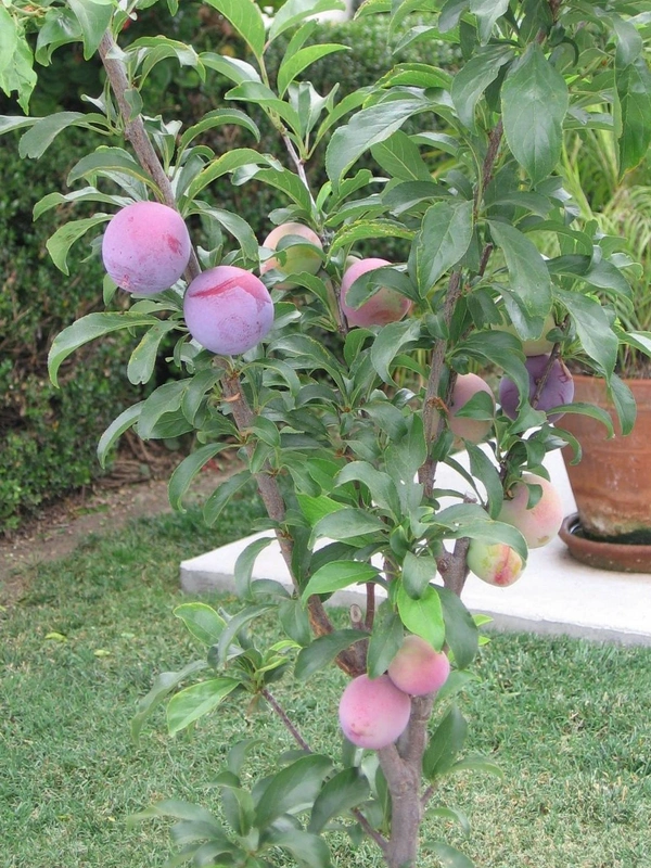 Black Amber Plum 